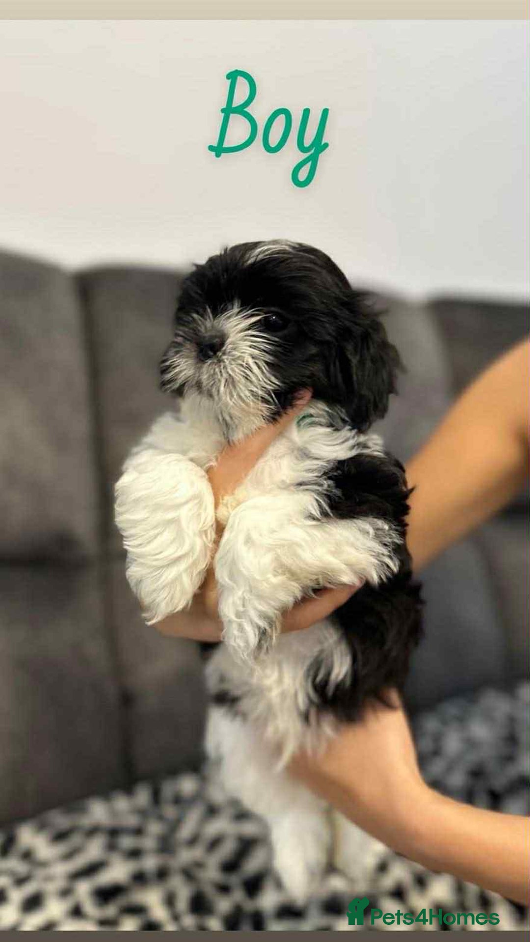 Shih Tzu dogs for sale: 🩷 Beautiful Shitzu Puppies 🩷 - Image 29