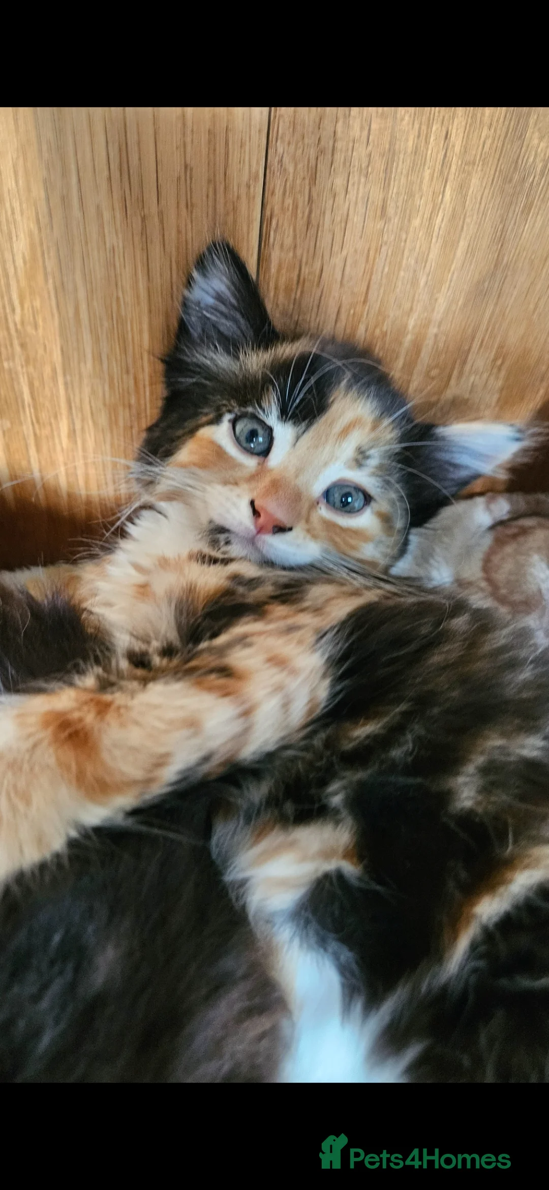 Mixed Breed cats for sale: Beautiful kittens looking for there forever homes  - Advert 1