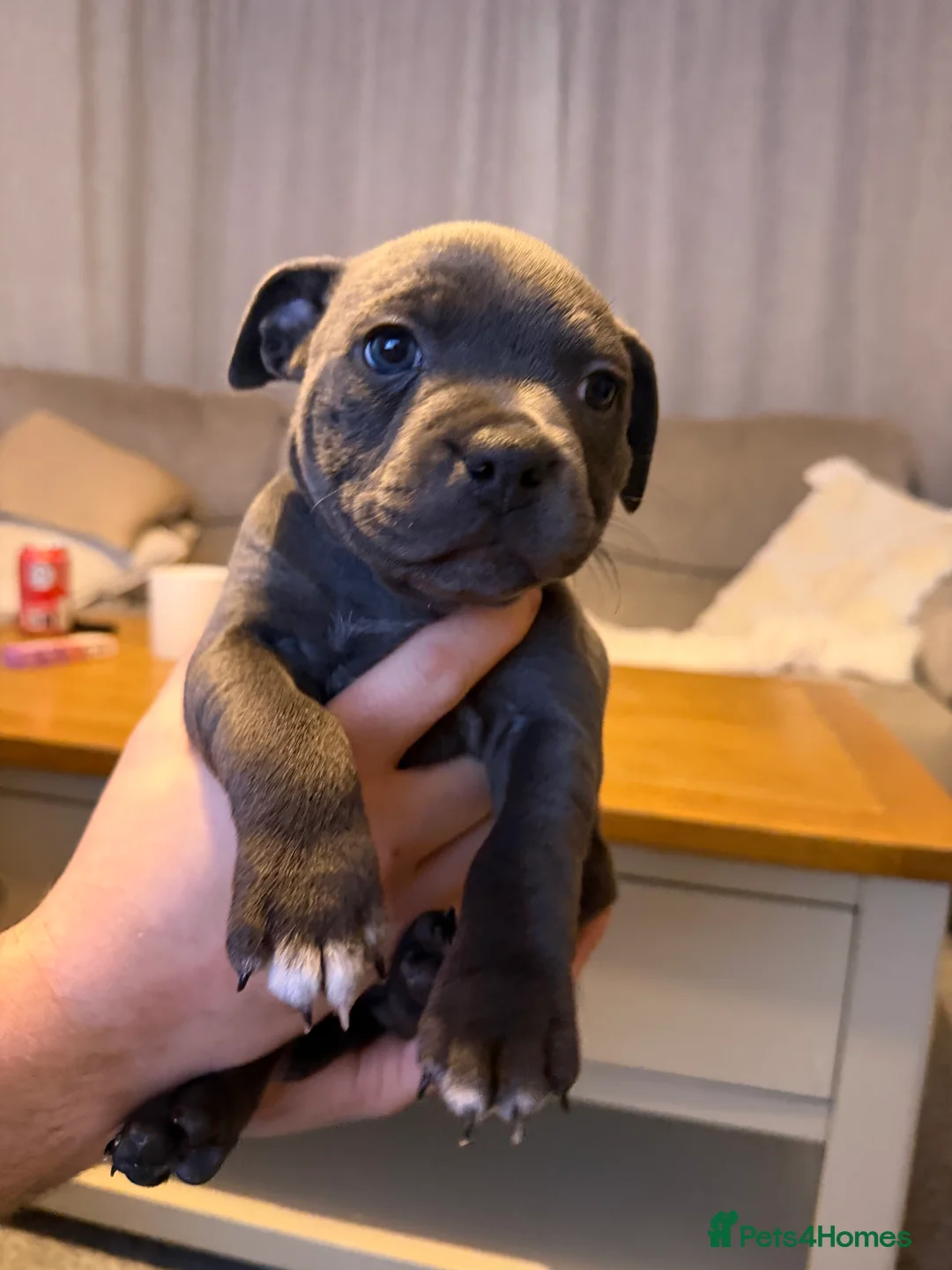 Staffordshire Bull Terrier dogs for sale: Only 1 available ; Blue Staffordshire bullterrier - Advert 31