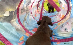 Cocker Spaniel dogs for sale: Cocker Spaniel Puppies - Image 17