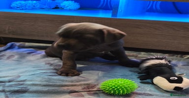 Staffordshire Bull Terrier dogs - Advert 1