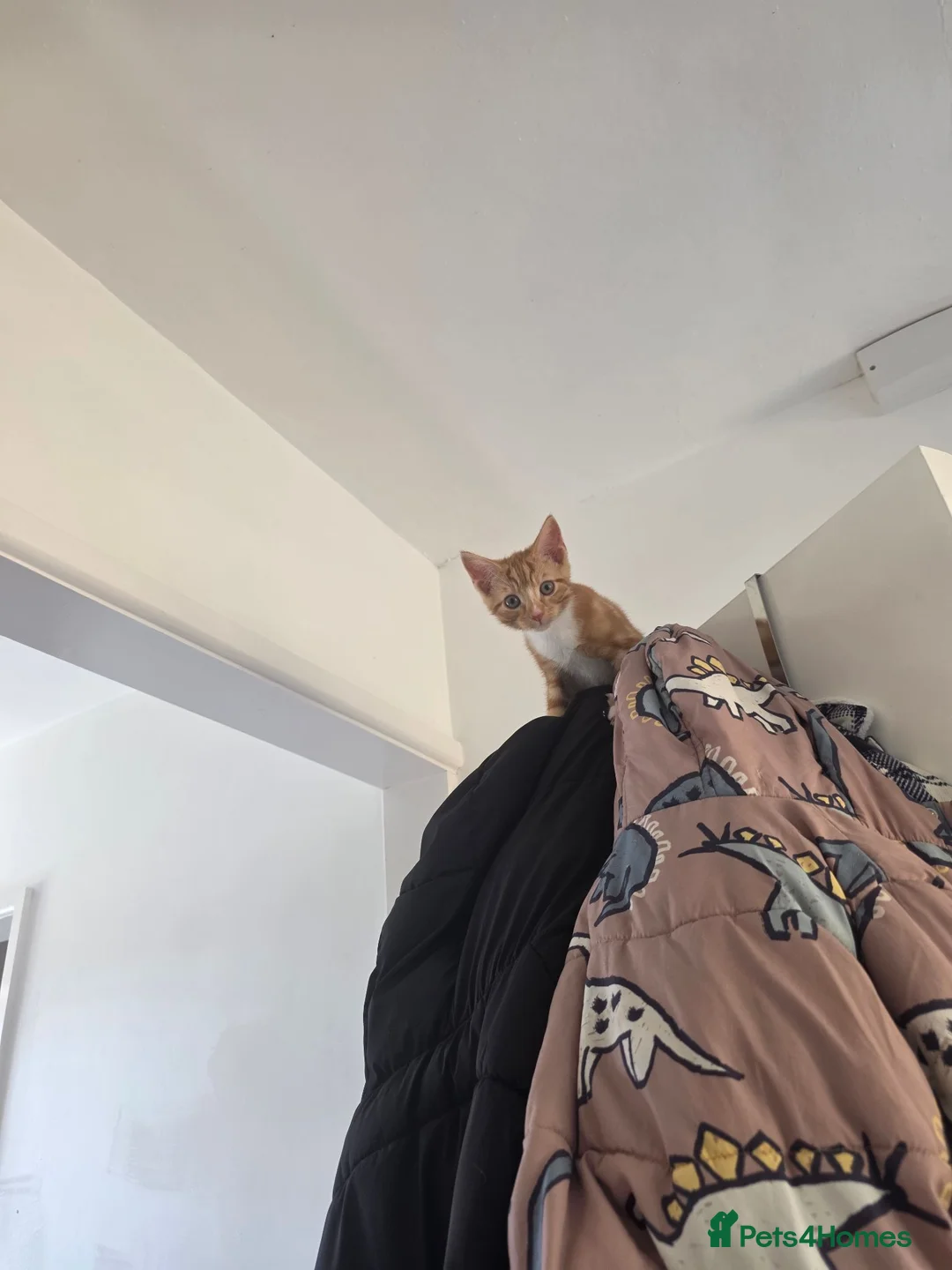 British Shorthair cats for sale: 2 ginger tabby boy kittens  in South Molton - Advert 5