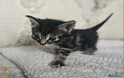 Persian cats for sale: PersianXTortoiseshell Crossbreed Kittens - Image 9