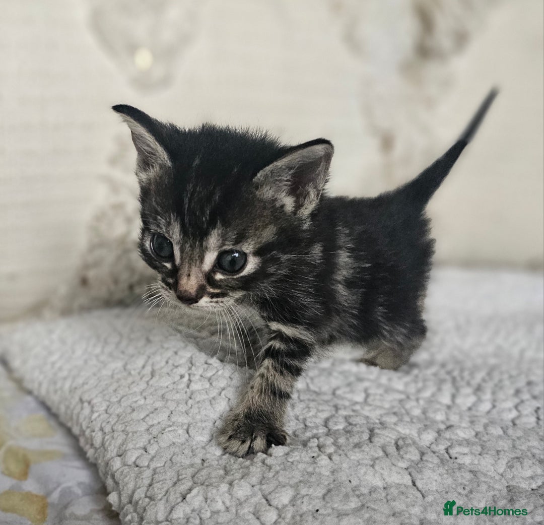 Persian cats for sale: PersianXTortoiseshell Crossbreed Kittens - Image 9