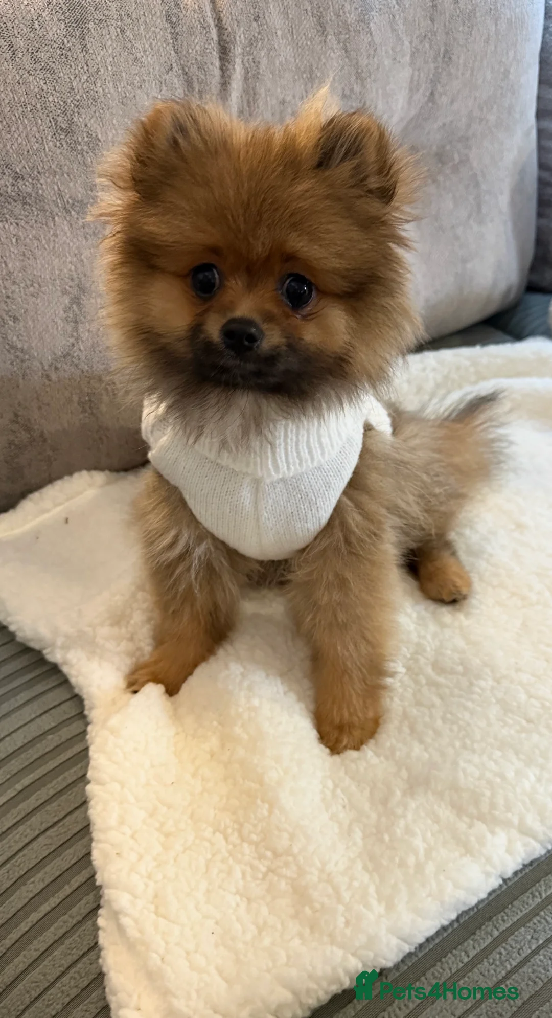 Pomchi dogs for sale: Gorgeous Pomeranian x 6 months old male puppy - Advert 6