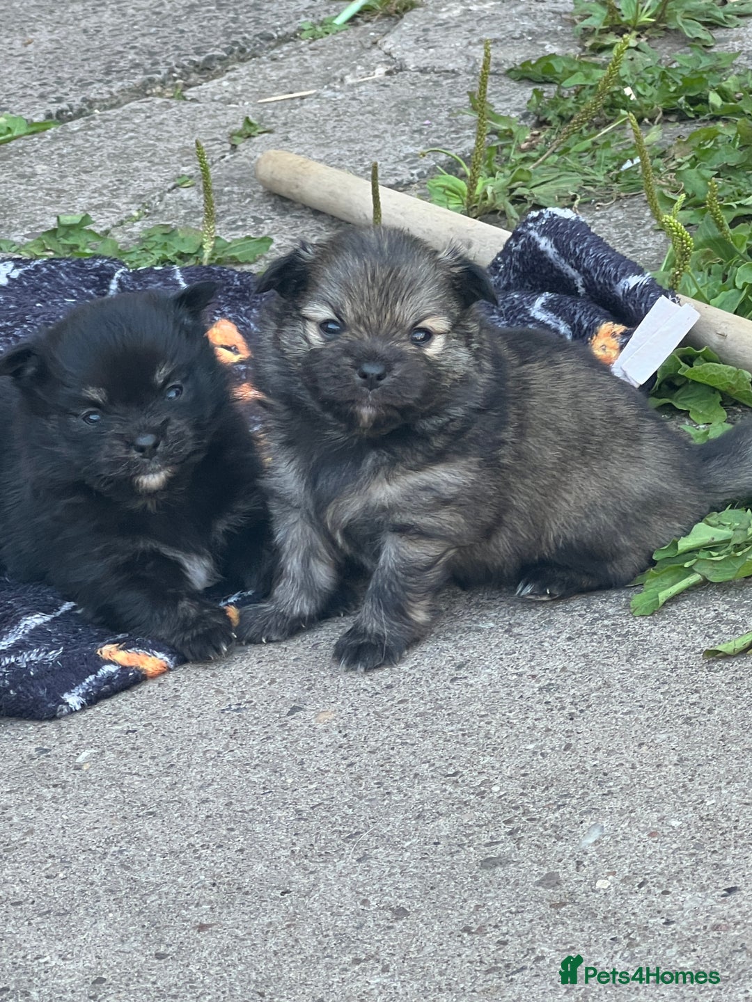 Pomchi dogs for sale: 3 pomchis looking for there forever homes 🐶 - Image 16