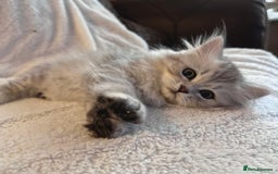 Siberian cats for sale: ❤️ 5 super friendly Siberian mix kittens ❤️ - Image 6