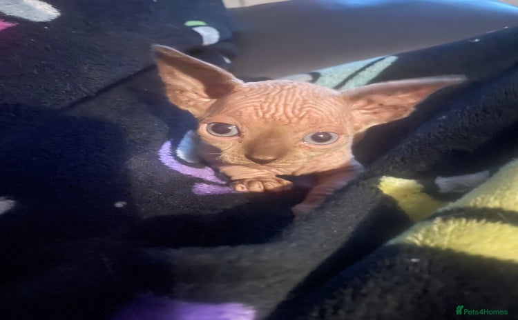 Sphynx cats - Advert 2