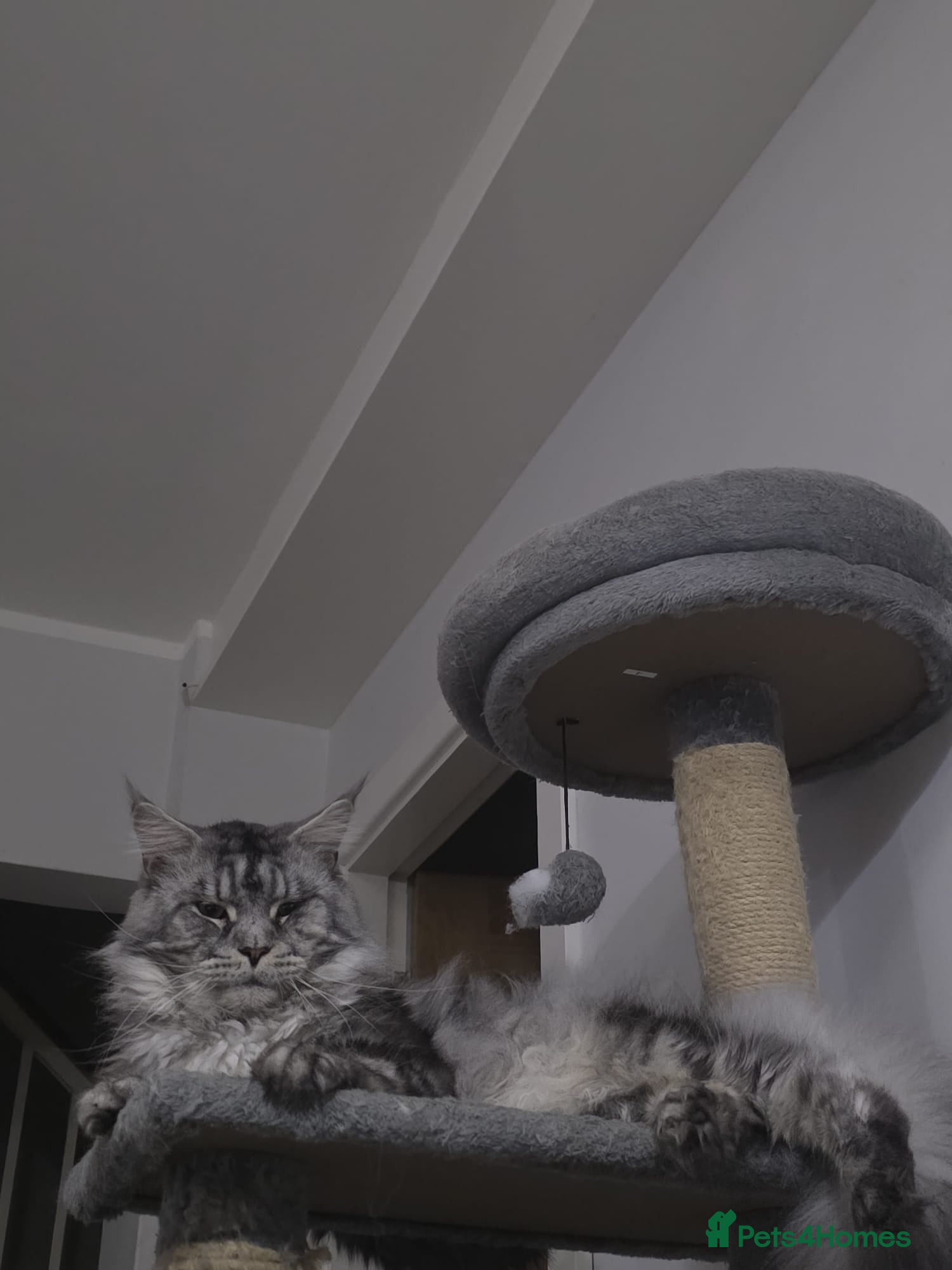 Maine Coon cats 🐾Russian Bloodline MaineCoon for Stud Available🐾 - Advert 6