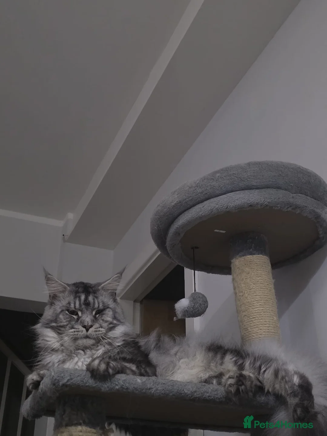 Maine Coon cats for stud: 🐾Russian Bloodline MaineCoon for Stud Available🐾 - Advert 1