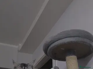 Maine Coon cats 🐾Russian Bloodline MaineCoon for Stud Available🐾 - Advert 6