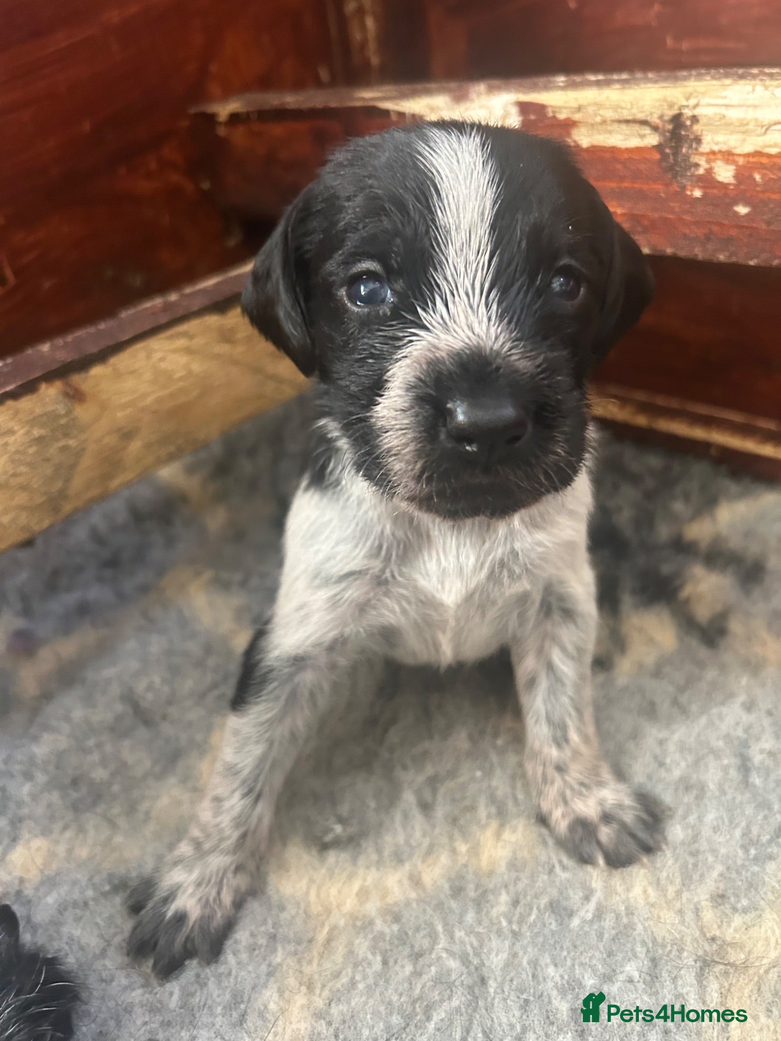 German Wirehaired Pointer dogs German Wirehaired Pointer Puppies For Sale - Advert 1