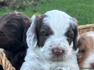 Cockapoo dogs F1 Cockapoos 5⭐️ Licensed Breeder Fully DNA Tested - Advert 3