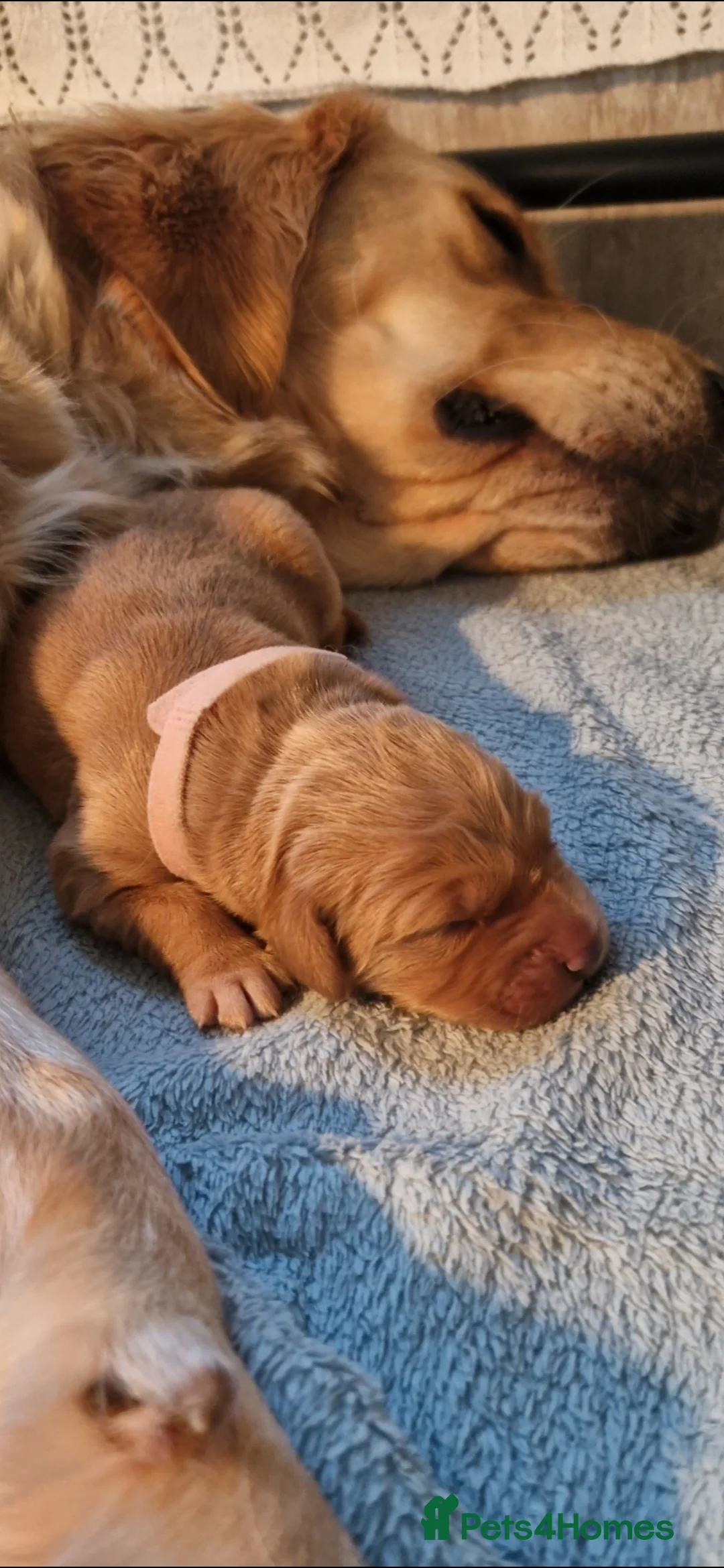 Golden Retriever dogs for sale: Golden Retriever puppies- 3 weeks old - Advert 35