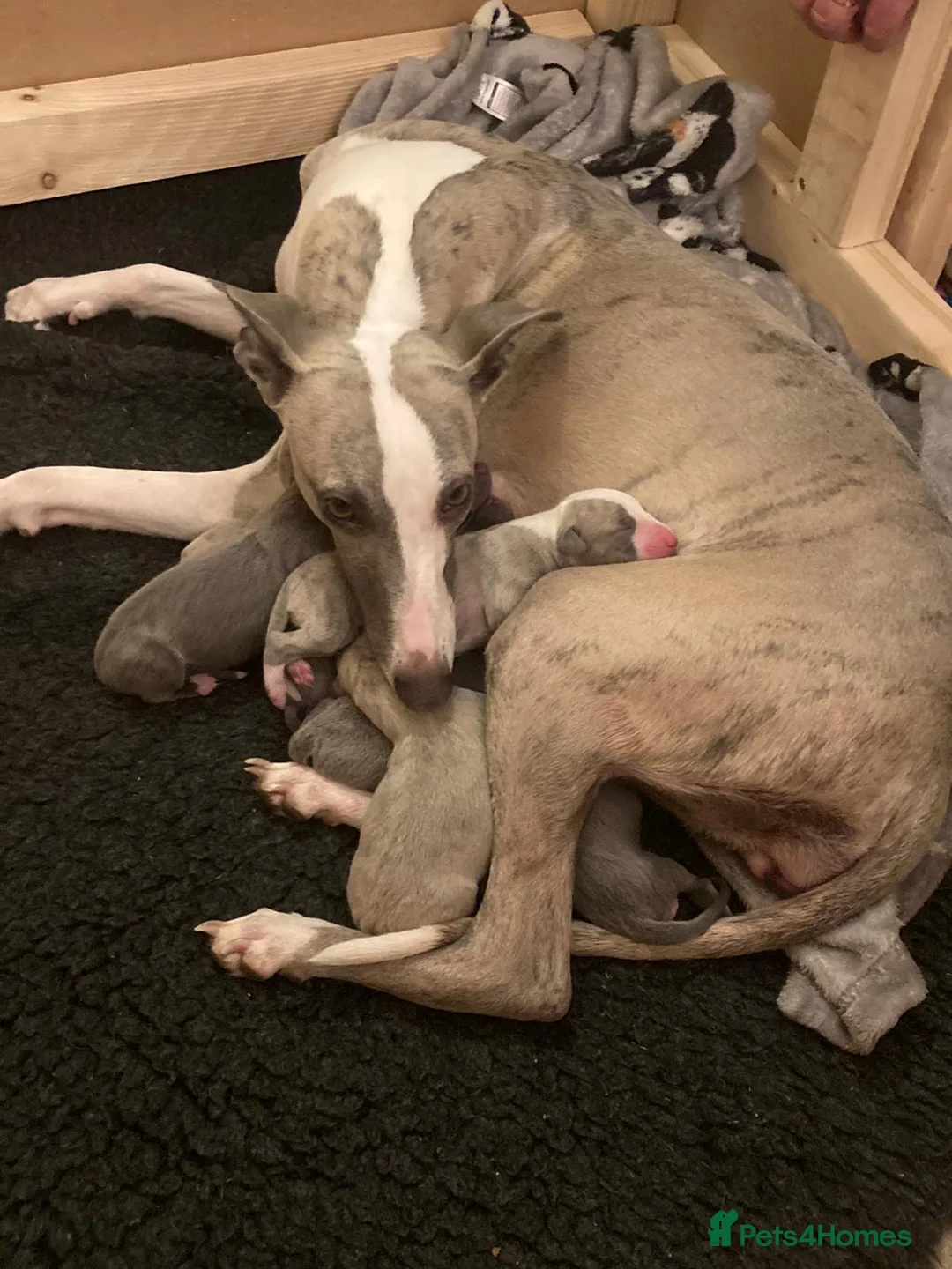 Whippet dogs for stud: Whippet stud dog in Somerton - Advert 35