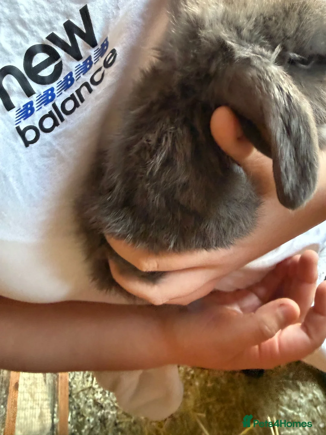 Mini Lop rabbits for sale: One beautiful baby rabbit for sale  - Advert 10