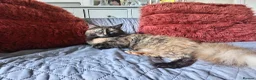 Maine Coon cats for sale: Maine Coon 1/2 russian Blue  in Carlisle - Advert 5