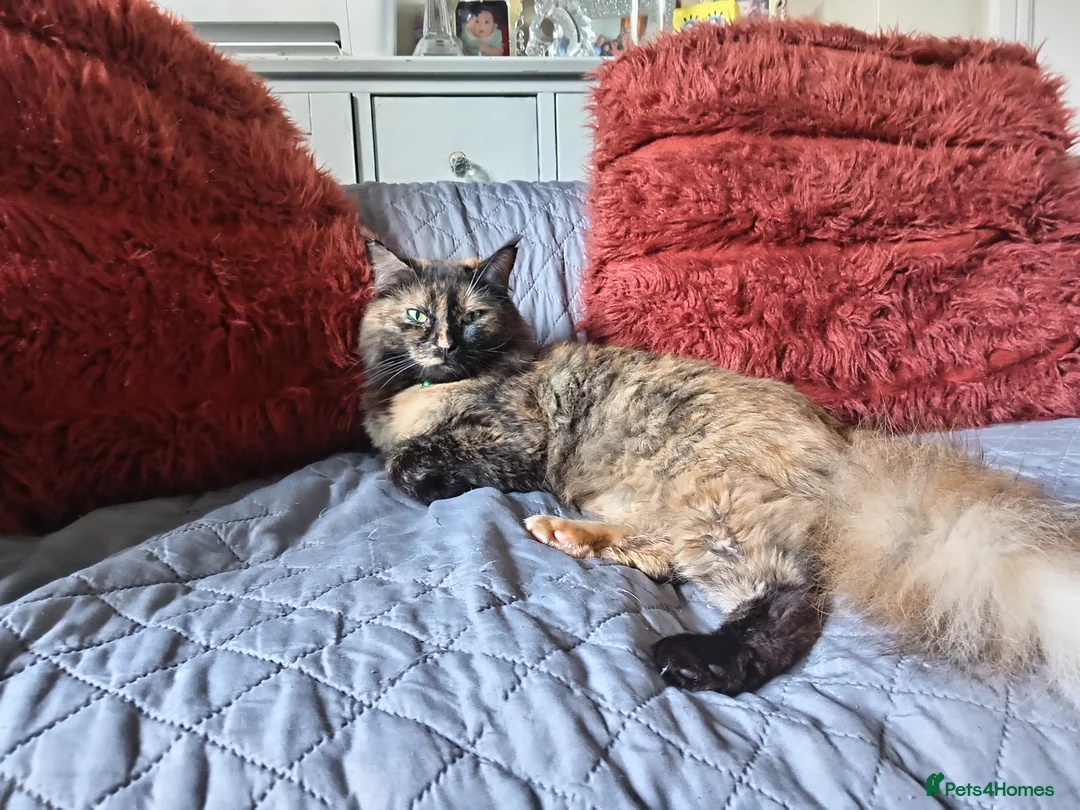 Maine Coon cats for sale: Maine Coon 1/2 russian Blue  in Carlisle - Advert 5