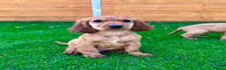 Cocker Spaniel dogs for sale: Golden Show CockerSpaniel Babies 🐾🐾🐾 - Advert 3