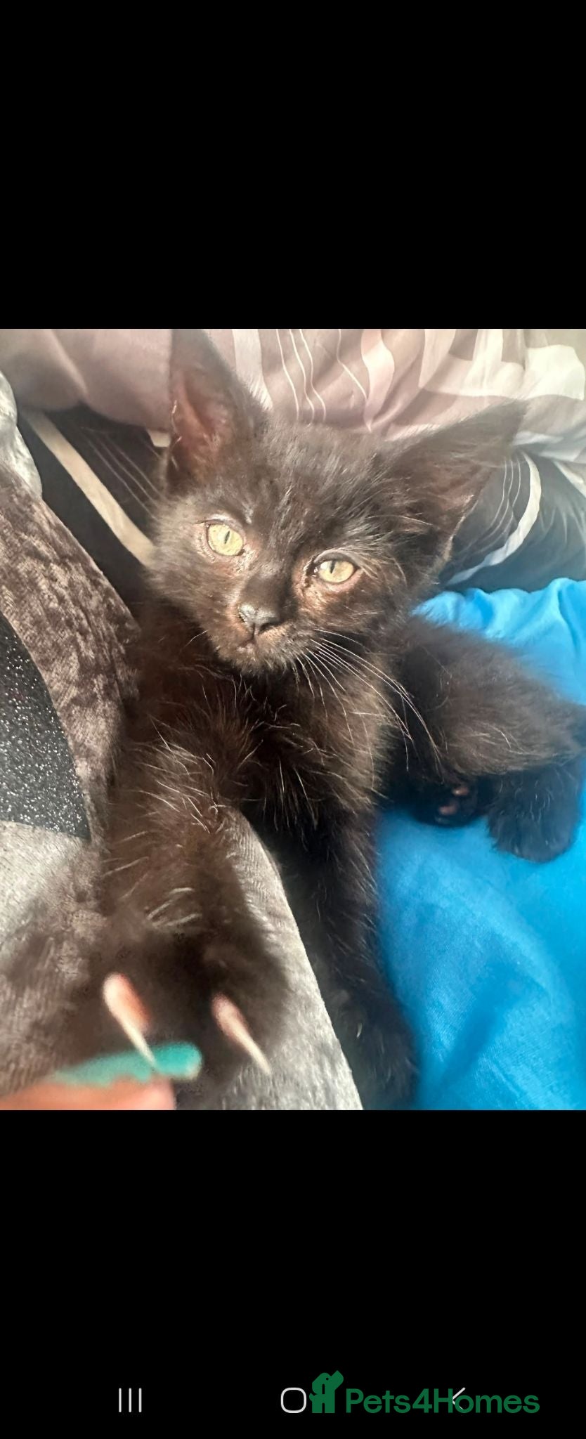Mixed Breed cats Male kitten half ragdoll - Advert 7