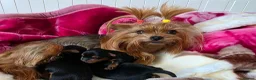 Yorkshire Terrier dogs for sale: Tiny Yorkshire terrier puppies🐶♥️💙💚 - Advert 9