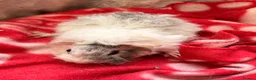 Guinea Pig rodents for sale: LOVELY BABY GUINEA PIGS - Advert 12