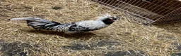 Chickens poultry for sale: Polish Bantam Cockerels x3  - Advert 6