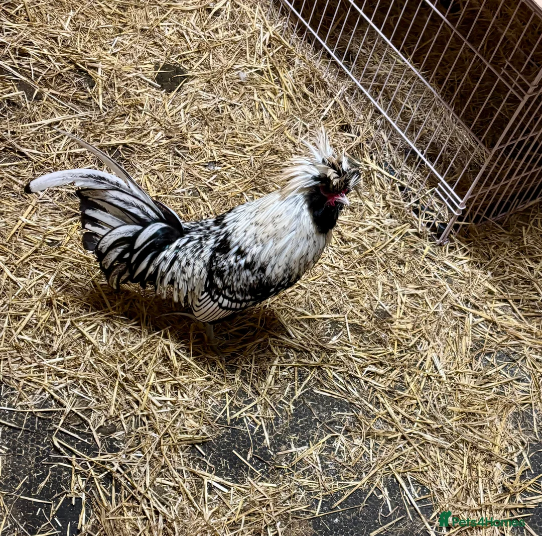 Chickens poultry for sale: Polish Bantam Cockerels x3  - Advert 6