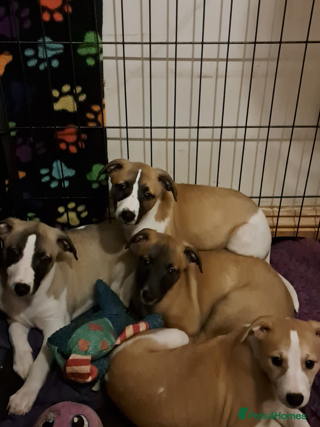 Whippet dogs for sale: 2 Beautiful KC reg bitch puppies - Advert 2