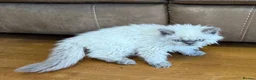 Selkirk Rex cats for sale: Two kittens left  - Advert 23