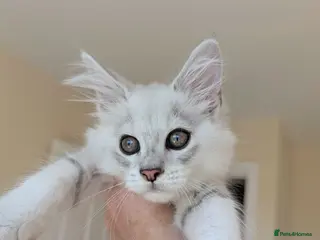 Maine Coon cats Male Maine Coon Kittens - Advert 2