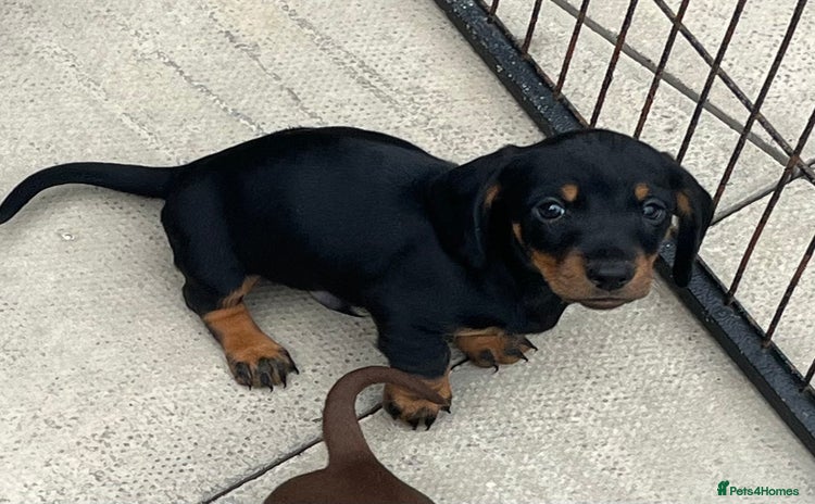 Miniature Dachshund dogs - Advert 3