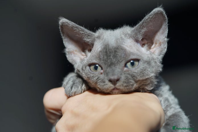 Devon Rex cats - Advert 1