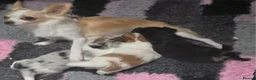 Chihuahua dogs for sale: Adorable Chihuahua Puppies  in Chelmsford - Advert 13