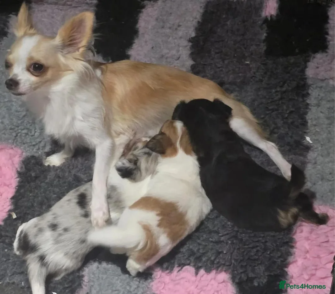 Chihuahua dogs for sale: Adorable Chihuahua Puppies  in Chelmsford - Advert 13