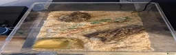Corn Snake reptiles for sale: Hognose snake  - Advert 3