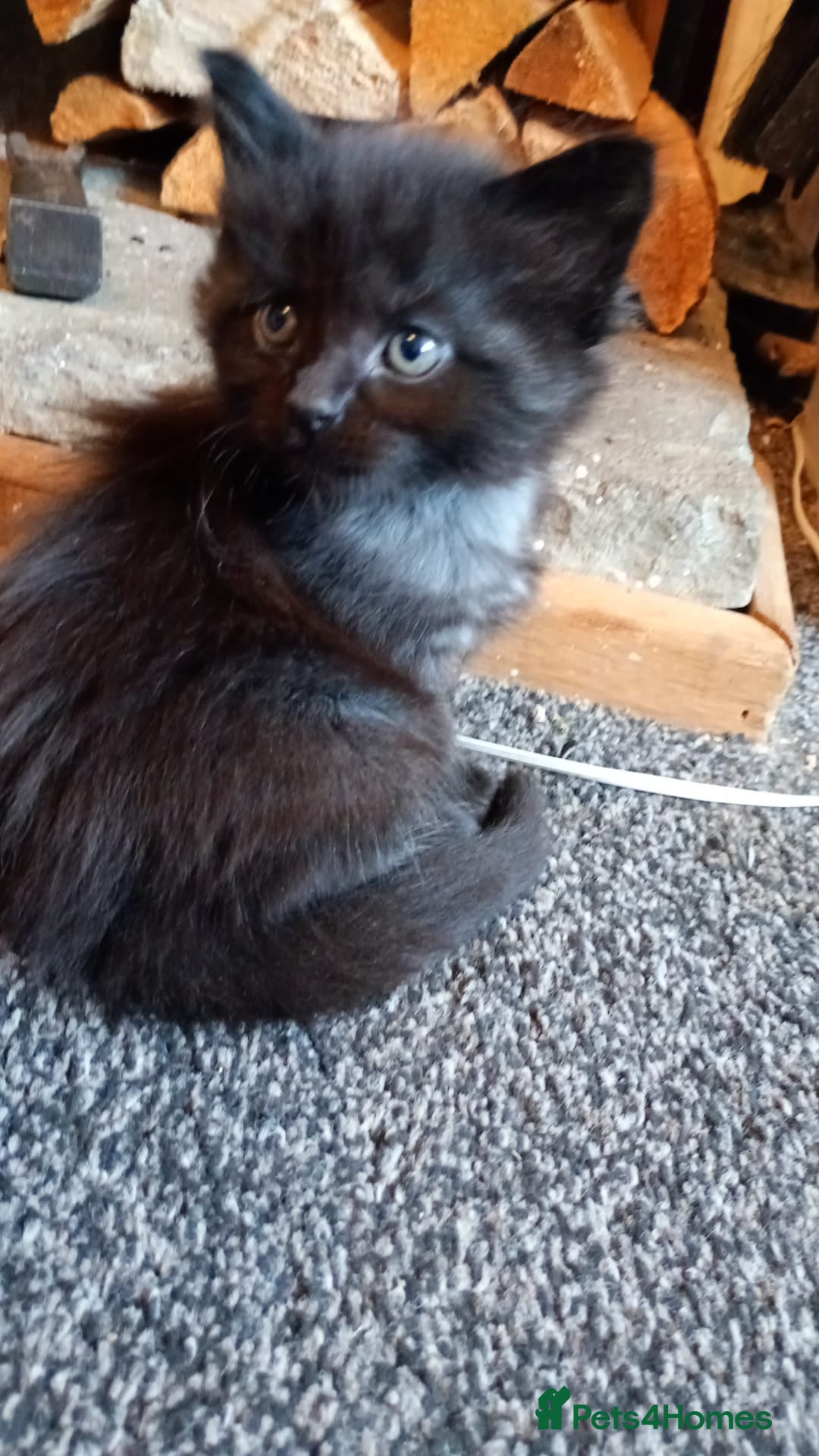 Maine Coon cats for sale: 5 Maine coon X kittens for sale  - Advert 3