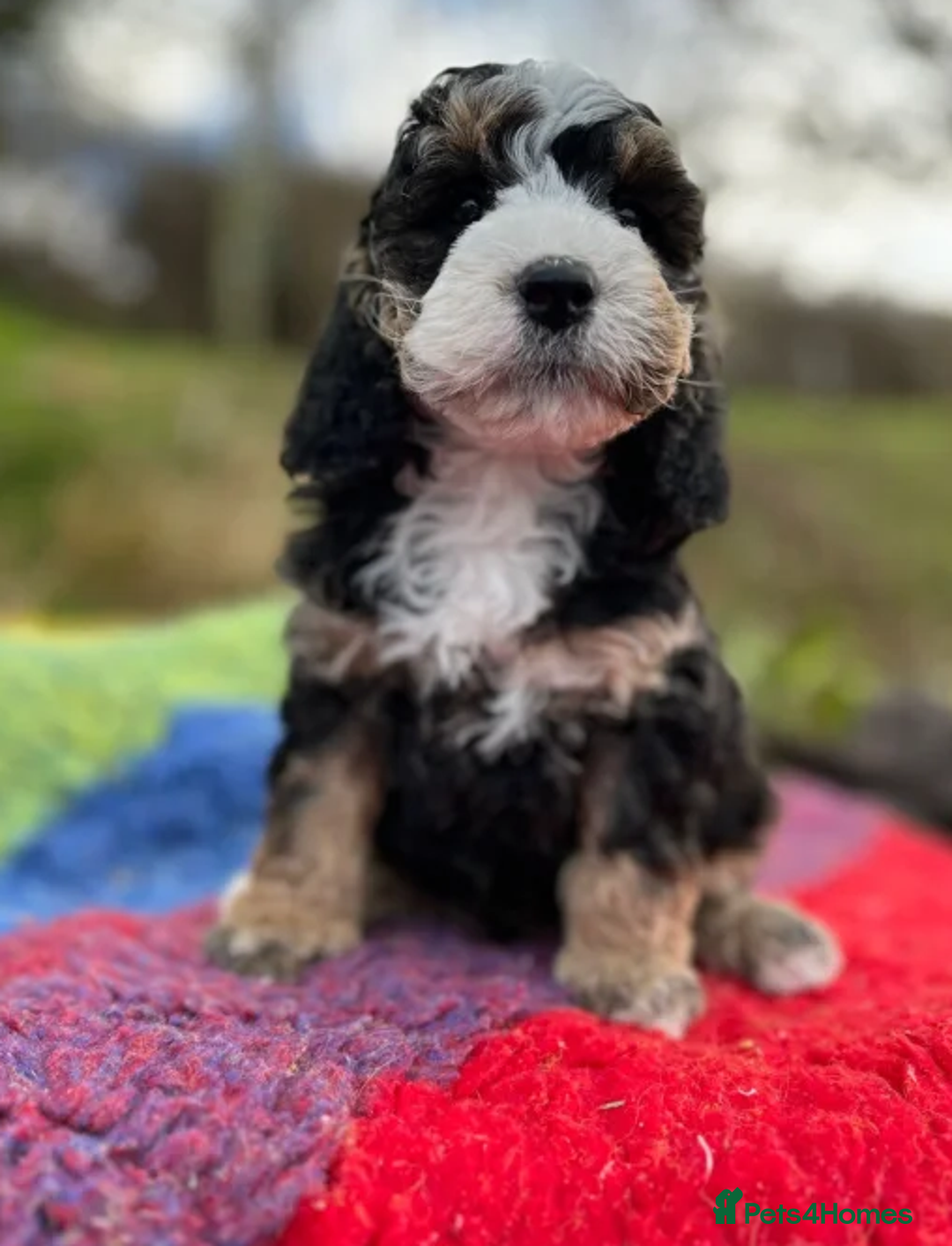 Cockapoo dogs for sale: Hypoallergenic, Fun & Full of Personalities - Advert 4