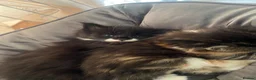 Maine Coon cats for sale: 2 beautiful Maine coon kittens - Advert 7