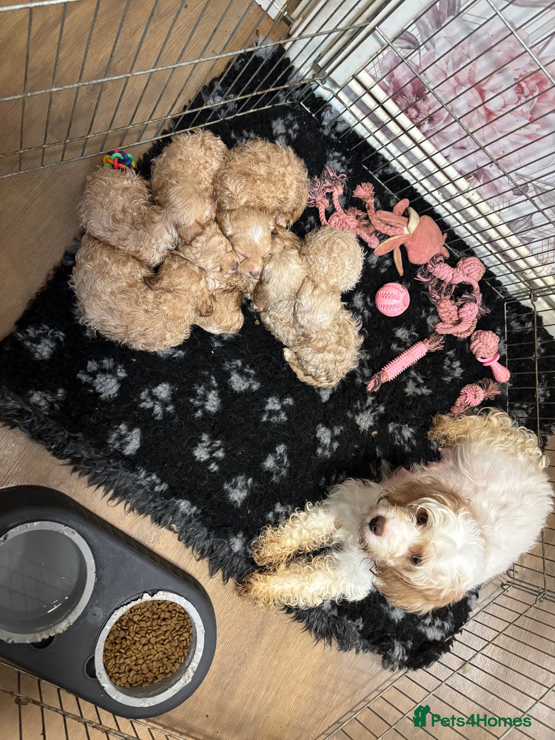Cavapoo dogs for sale: Stunning cavapoo puppies - Advert 4