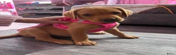 Labrador Retriever dogs for sale: 1 girl left…Beautiful litter of Labrador puppies - Advert 18