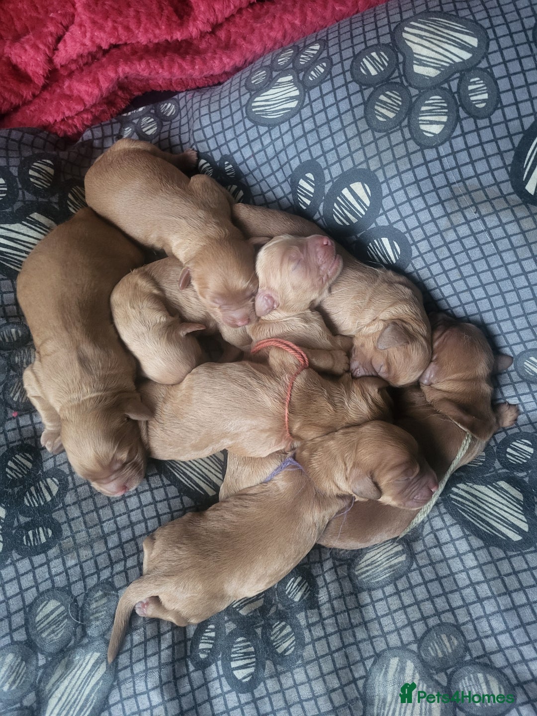 Cocker Spaniel dogs for stud: Show cocker spaniel for stud - Advert 9