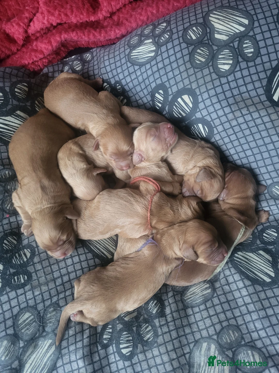 Cocker Spaniel dogs for stud: Show cocker spaniel for stud - Advert 9