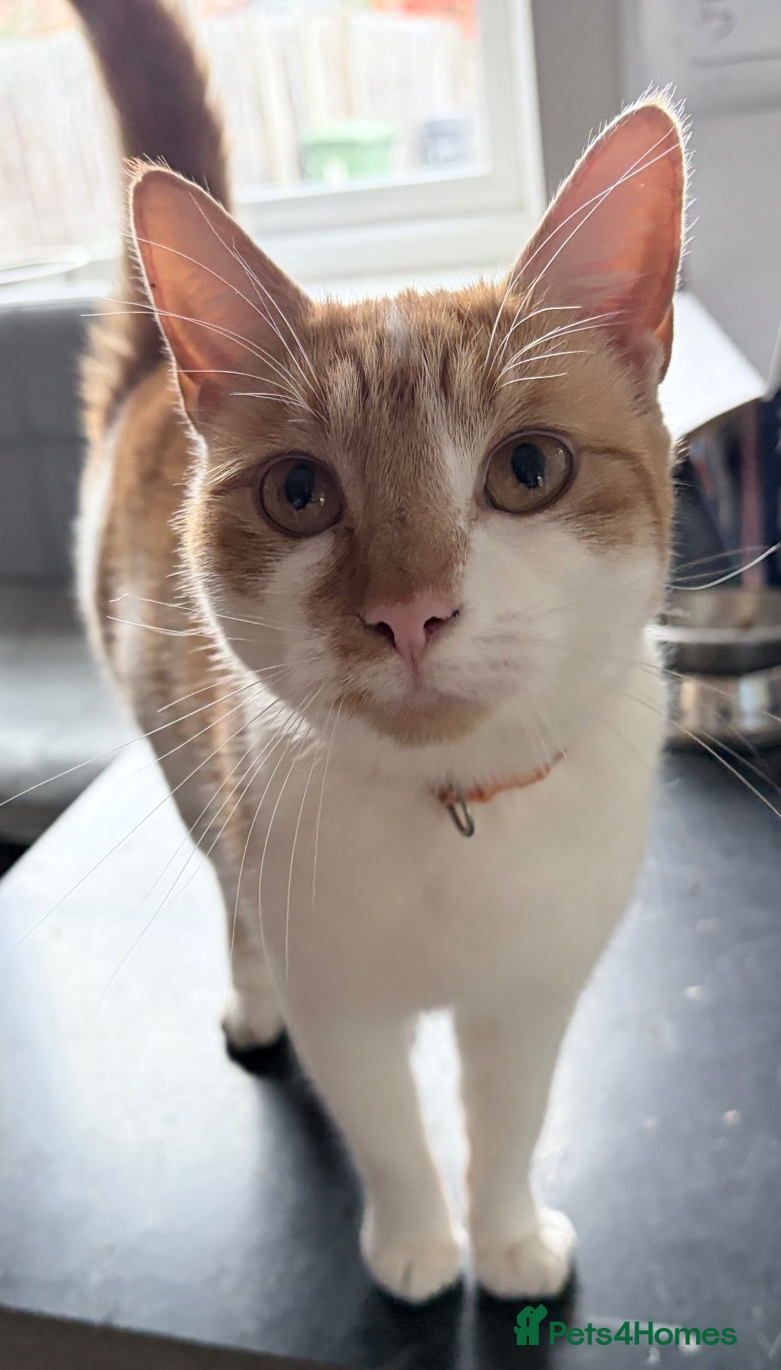Mixed Breed cats Beautiful ginger female cat  - Advert 3
