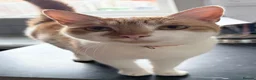 Mixed Breed cats for sale: Beautiful ginger female cat  - Advert 1