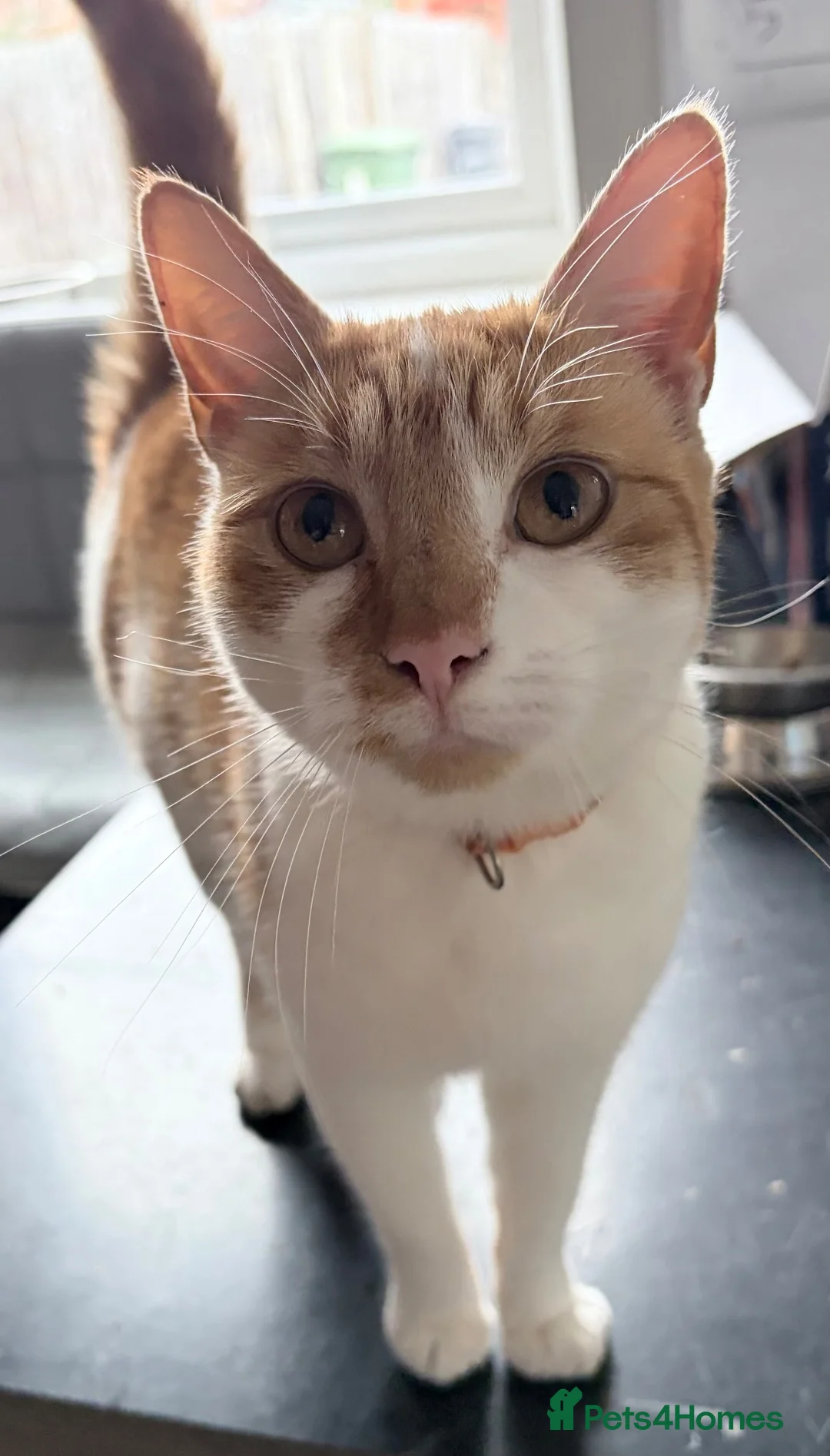 Mixed Breed cats for sale: Beautiful ginger female cat  - Advert 1