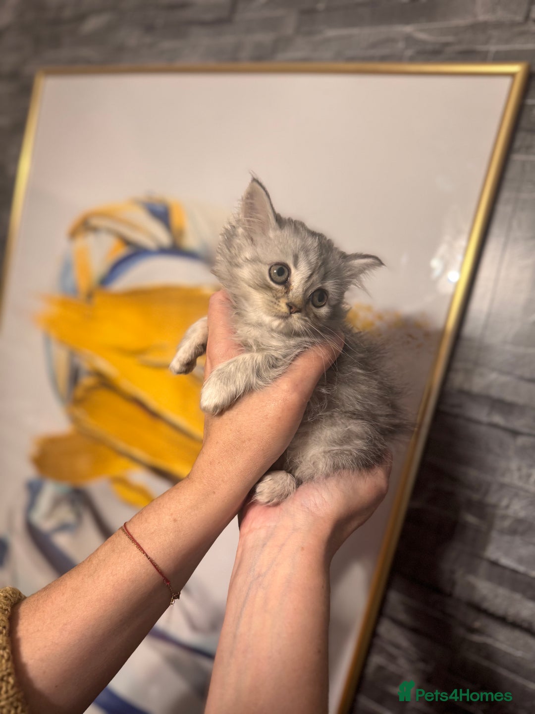 British Longhair cats for sale: British Long Hair Kittens - Image 27