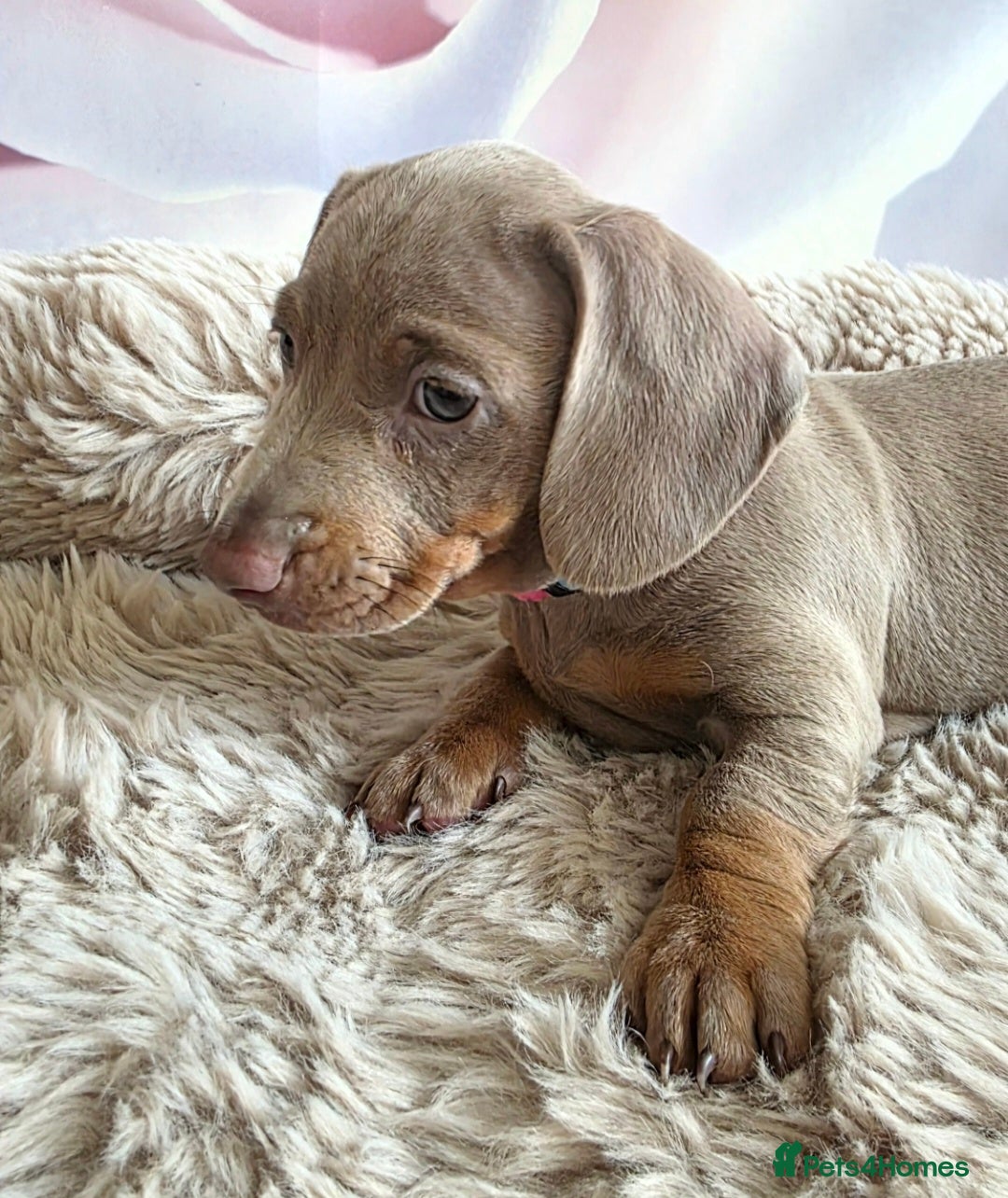Miniature Dachshund dogs for sale: DARLA the dachshund  - Advert 7