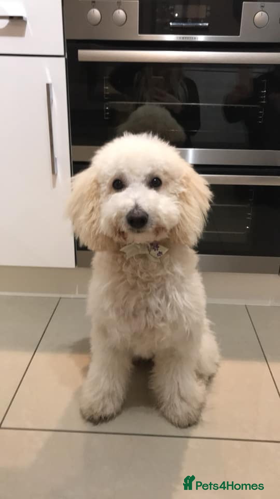 Australian Labradoodle dogs for sale: Extensively health tested Austrailian Labradoodles - Advert 31