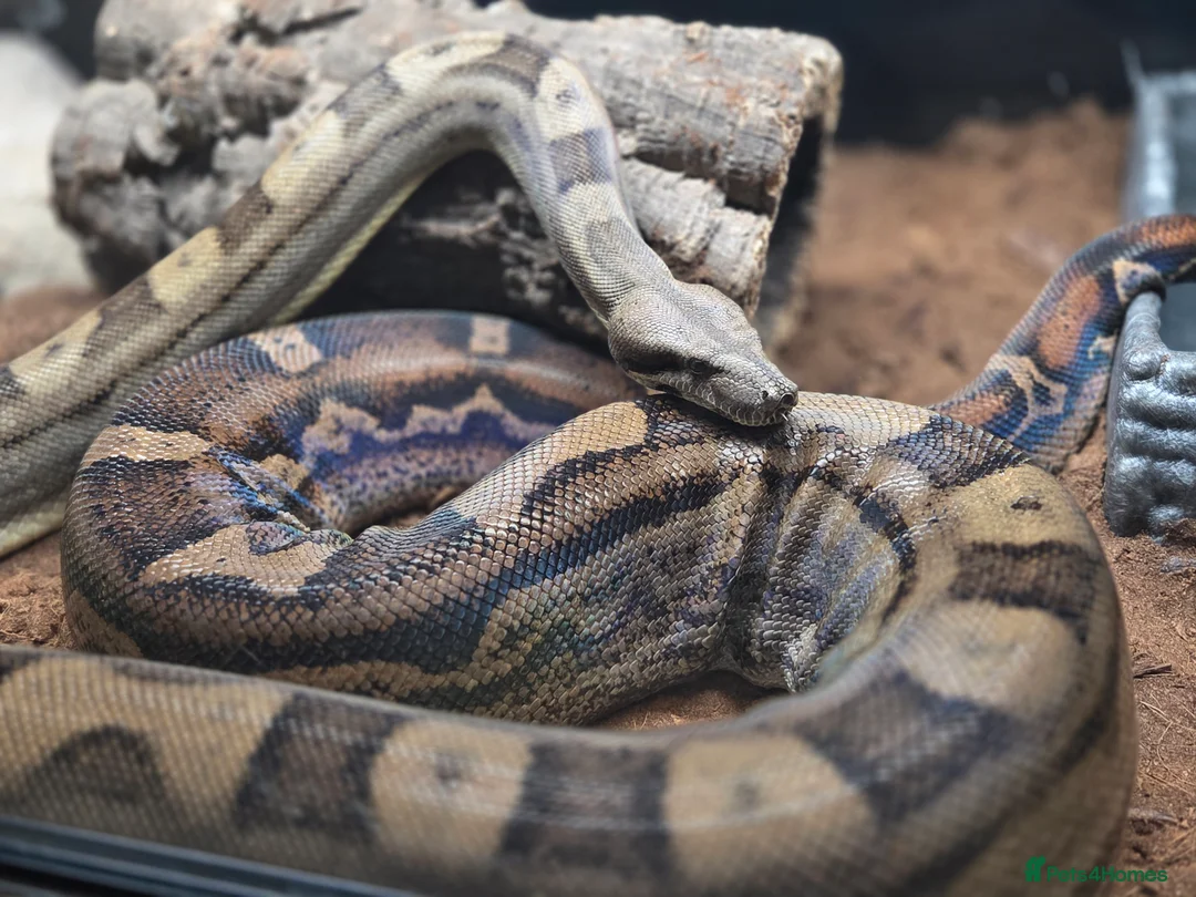 Boa Snake reptiles for sale: Huge female common boa - Advert 1